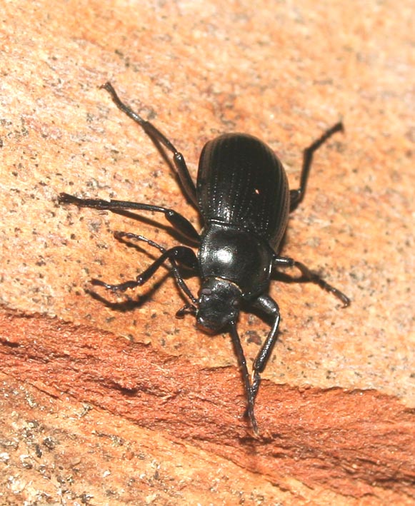 Probaticus ebeninus (Coleoptera, Tenebrionidae)